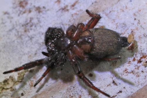 Callilepis nocturna